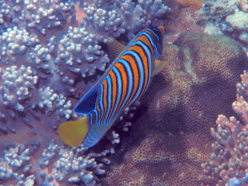 Angelfish (Pygoplites diacanthus) — Pomacanthidae — 2