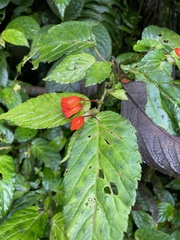Begonia longirostris