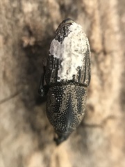 Sphenophorus compressirostris