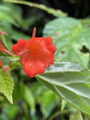 Begonia longirostris