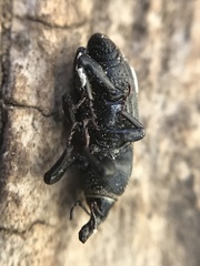 Sphenophorus compressirostris