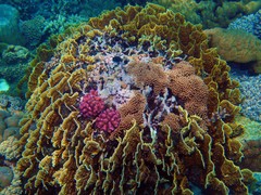 Millepora platyphylla