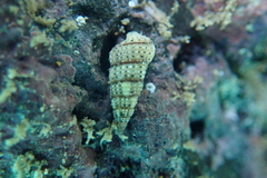 Cerithium zebrum