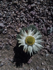 Callianthemoides semiverticillata