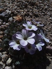 Oxalis adenophylla