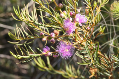 Melaleuca radula