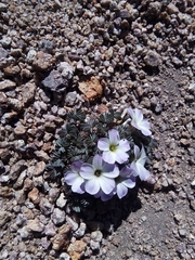 Oxalis adenophylla