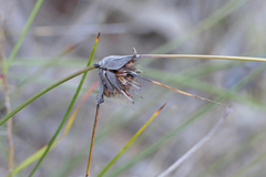 Mesomelaena tetragona