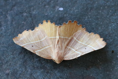 Microclysia pristopera