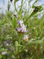 Ladeania lanceolata