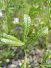 Ladeania lanceolata