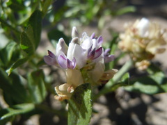 Ladeania lanceolata