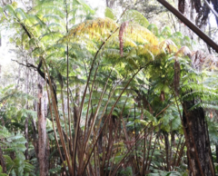 Cibotium glaucum