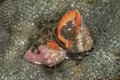 Stramonita brasiliensis