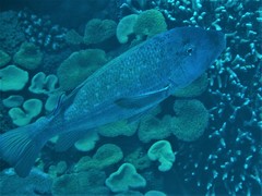 Lethrinus erythracanthus