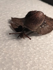 Ponderconcha murphyi