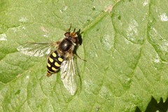 Austroscaeva occidentalis