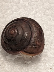 Ponderconcha murphyi
