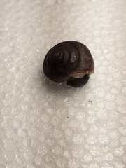 Ponderconcha murphyi