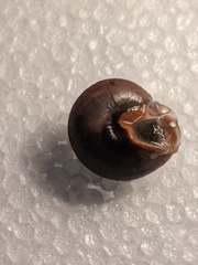 Ponderconcha murphyi