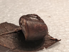 Ponderconcha murphyi
