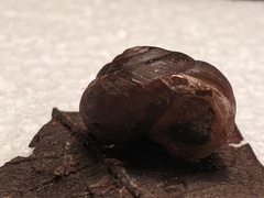 Ponderconcha murphyi