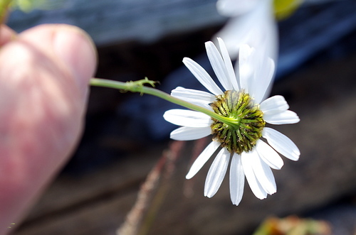 Sea Mayweed