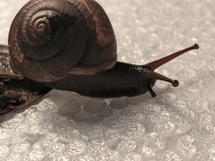 Ponderconcha murphyi