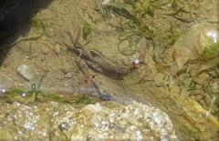 Halotydeus hydrodromus