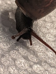 Ponderconcha murphyi