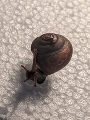 Ponderconcha murphyi