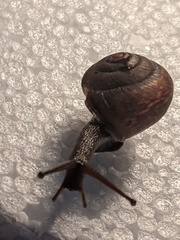 Ponderconcha murphyi