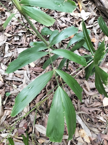 Image of Calamus caryotoides by (c) Matthew Borella, some rights reserved (CC BY)