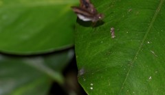 Gorgythion begga begga