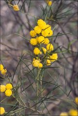 Acacia euthycarpa euthycarpa