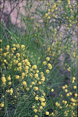 Acacia euthycarpa euthycarpa