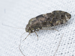Nimbopsocus australis