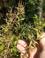 Carlowrightia parviflora
