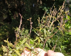 Carlowrightia parviflora