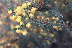 Acacia glandulicarpa