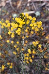 Acacia glandulicarpa