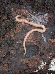 Microplana scharffi