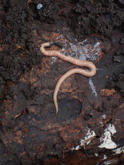 Microplana scharffi