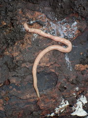 Microplana scharffi