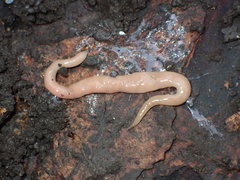 Microplana scharffi