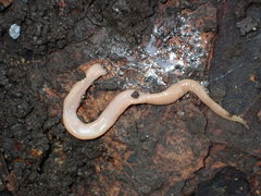 Microplana scharffi