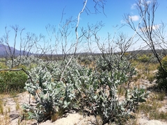 Eucalyptus pleurocarpa