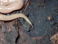 Microplana scharffi