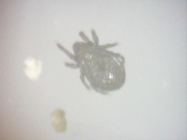Licneremaeoidea