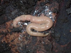 Microplana scharffi